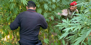 Nardodipace, scoperta una piantagione di cannabis con 476 piante