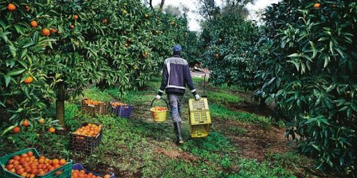 Scoperti 11 lavoratori in nero nei campi della Piana di Gioia Tauro. Pesanti sanzioni e denunce