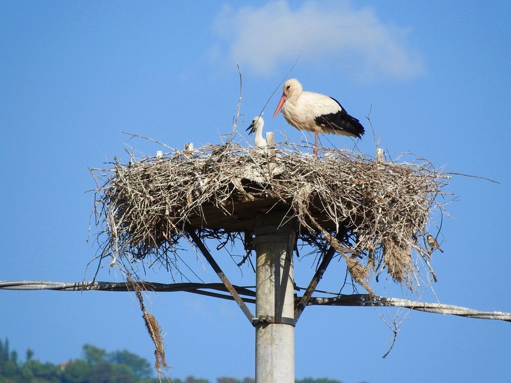 Scomparsa una coppia di cicogne a Rende