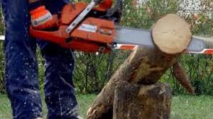 Imprenditore muore schiacciato da un albero