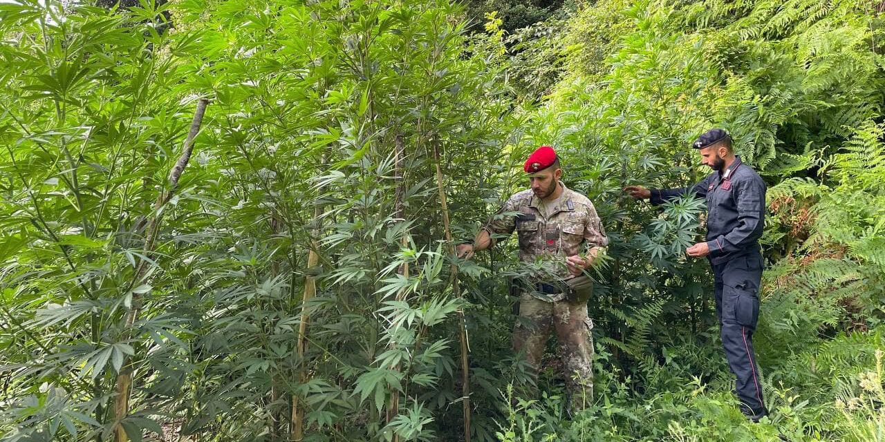 Scovate due piantagioni di marijuana nel Catanzarese: sequestro e avvio indagine