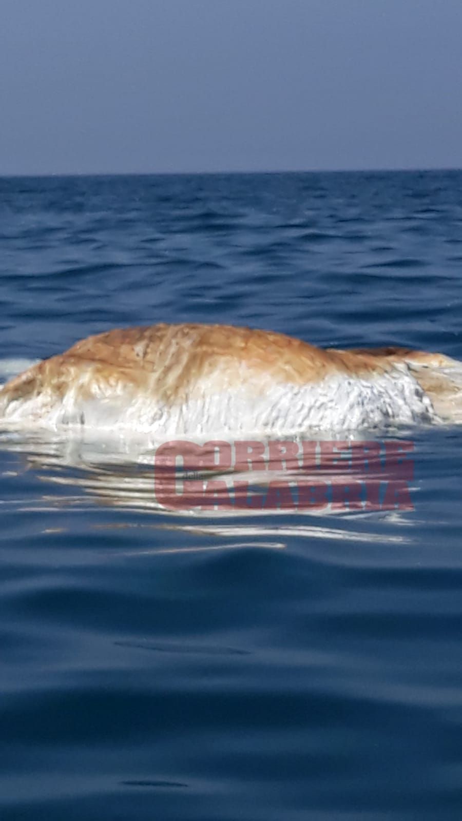 Lamezia, la carcassa di una balenottera sorprende i bagnanti – FOTO