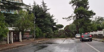 Il maltempo si abbatte su Vibo Valentia, alberi caduti e disagi per strada – FOTO