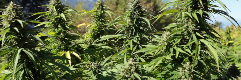 FdI: «Vogliamo eliminare il commercio della cannabis light»