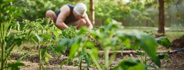“Coltiva la mente”, nelle aziende agricole percorsi di inclusione lavorativa e sociale per 40 giovani