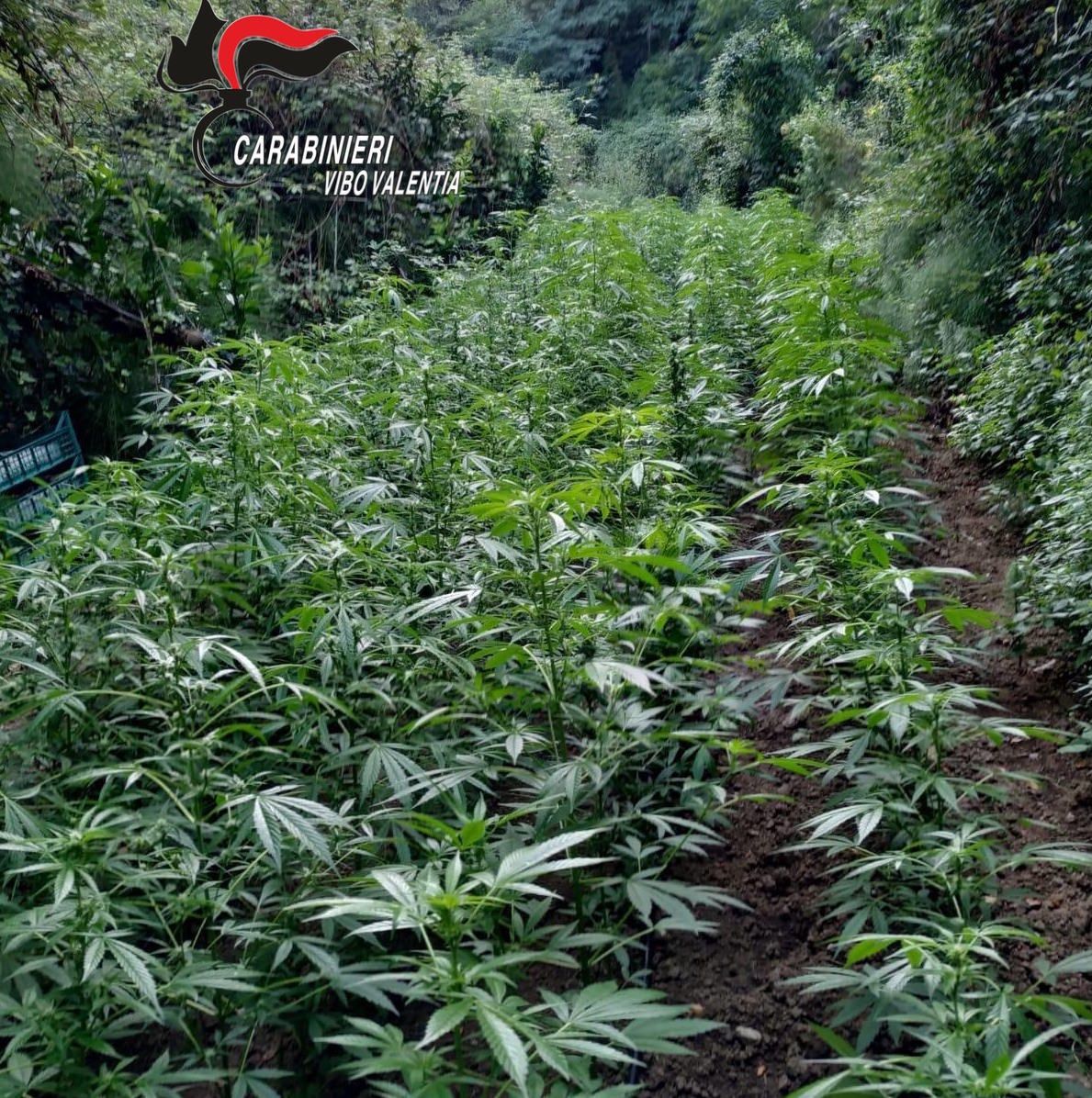 Scoperta a Limbadi una piantagione di marijuana da 1 milione di euro