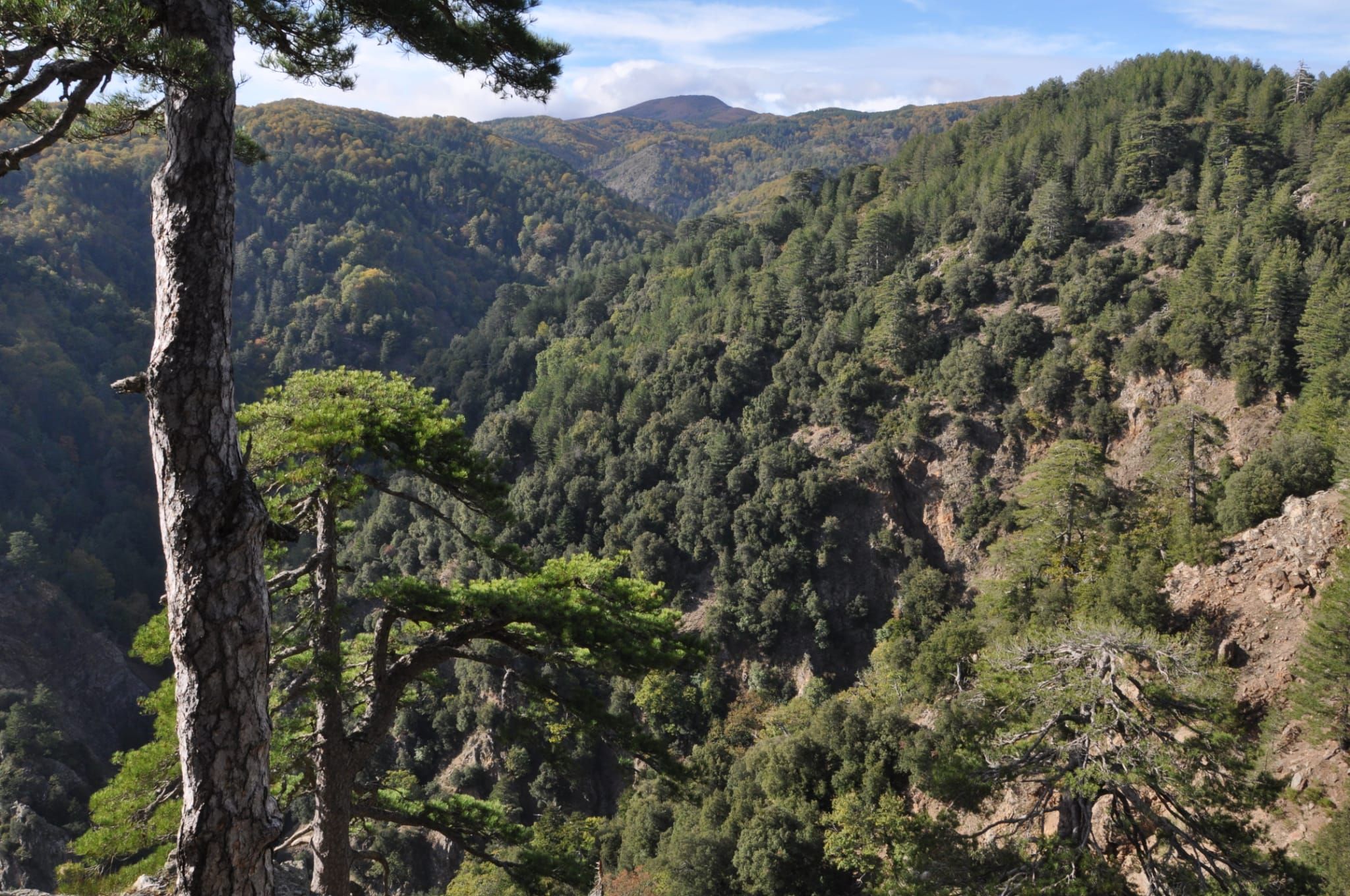 «Al Parco d’Aspromonte inspiegabile estromissione degli ex lavoratori Lsu»