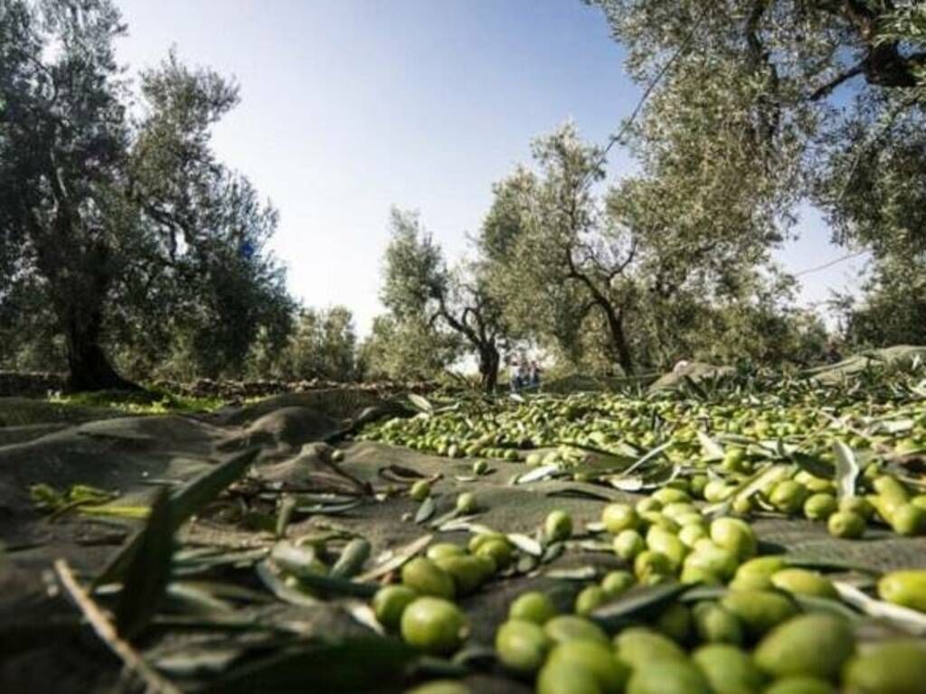 Annata olivicola, produzione calabrese al palo
