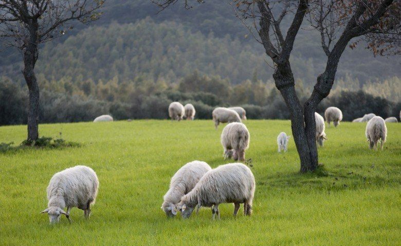 Sospetto di brucellosi, sequestrata azienda nel Vibonese