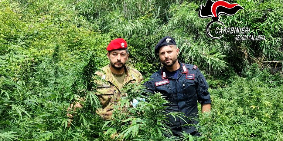 Scoperta piantagione di marijuana vicino alla stazione di Rosarno, un arresto