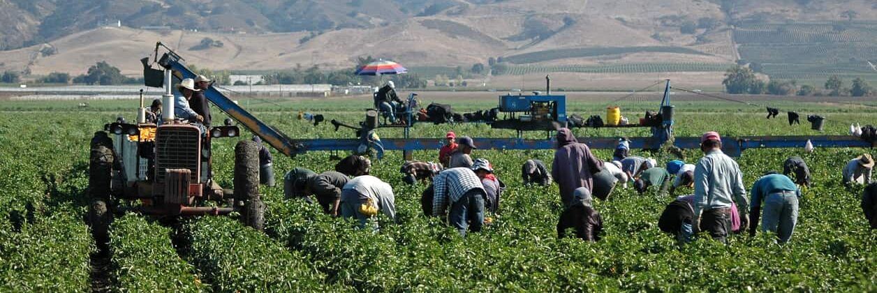 Lavoratori agricoli cercasi, confronto nazionale a Roma di Confagricoltura