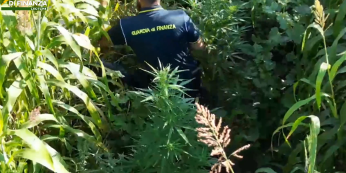 Tra i campi di mais, una piantagione di marijuana