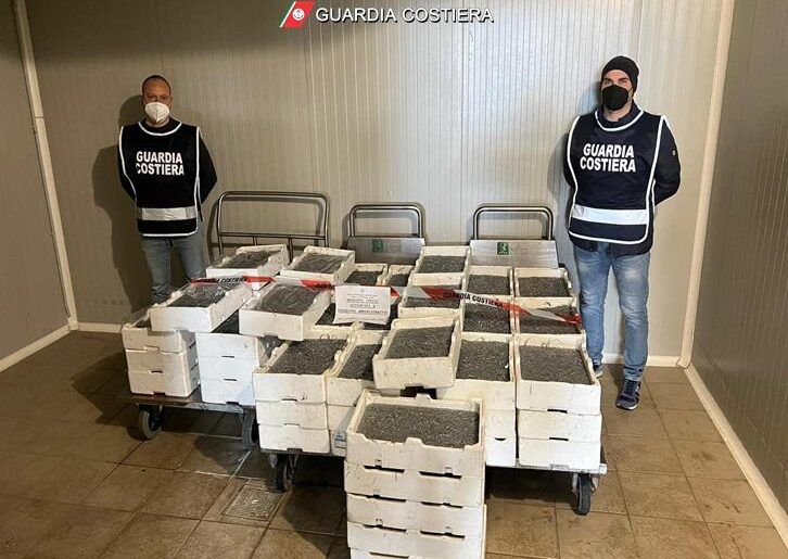 Sequestrati quattro quintali di sardellina nell’alta Sibaritide