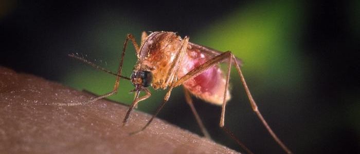 West Nile Virus, l’ultimo bollettino dell’Iss: un caso segnalato anche in Calabria