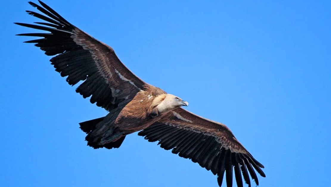 Nel Parco Nazionale del Pollino avvelenati 13 rapaci. Alcune specie sono a rischio estinzione