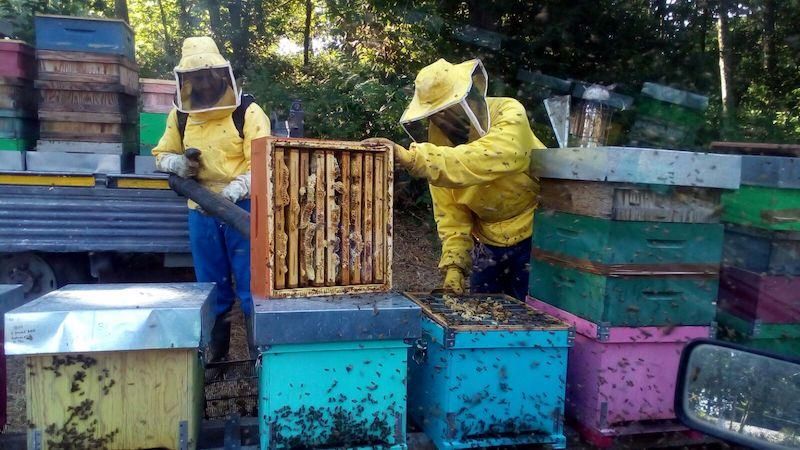 Il miele di Miglierina tra i più pregiati d'Italia