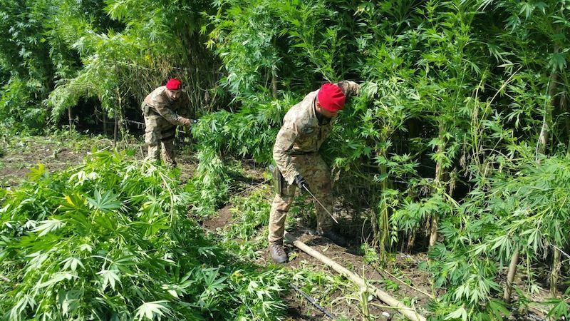 Cittanova, piantagione di marijuana in un terreno del Comune