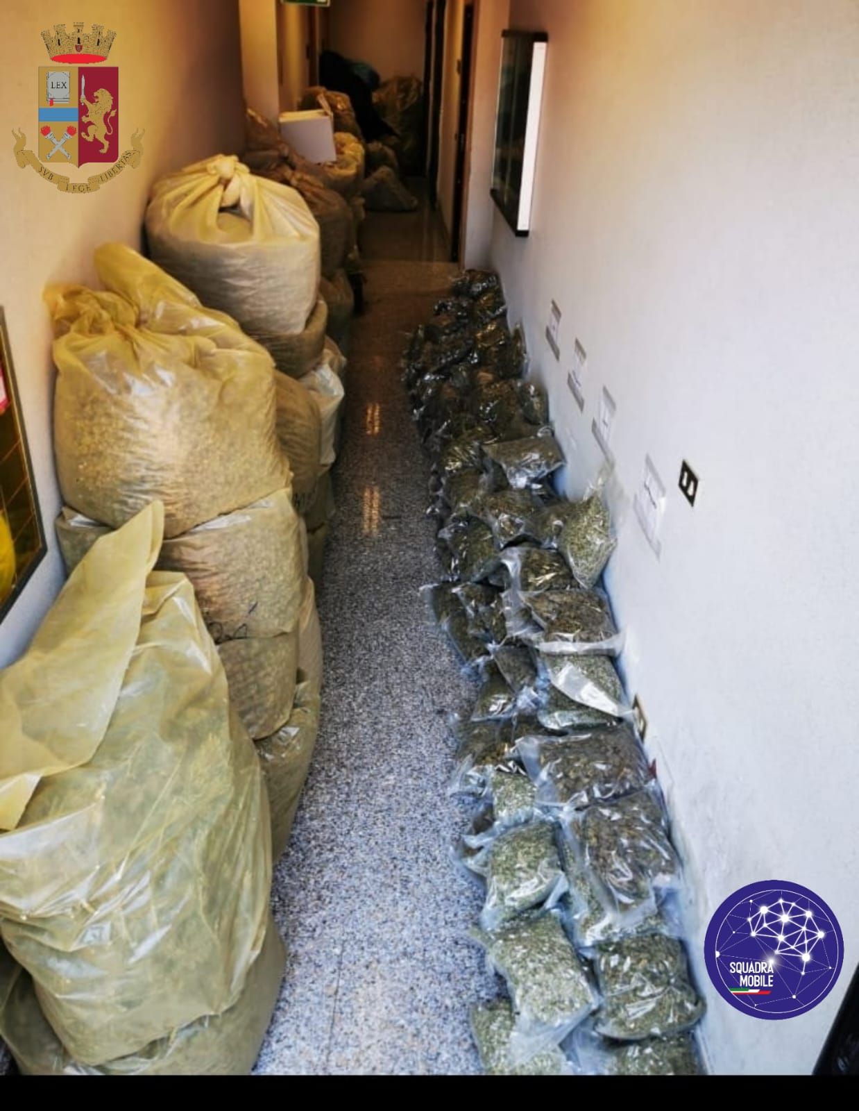 Beccato con oltre mezza tonnellata di marijuana nascosta in un sottotetto: arrestato