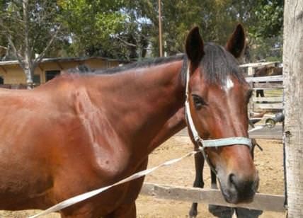 'Ndrangheta in Lombardia, sequestrato un ranch a un boss nel Comasco