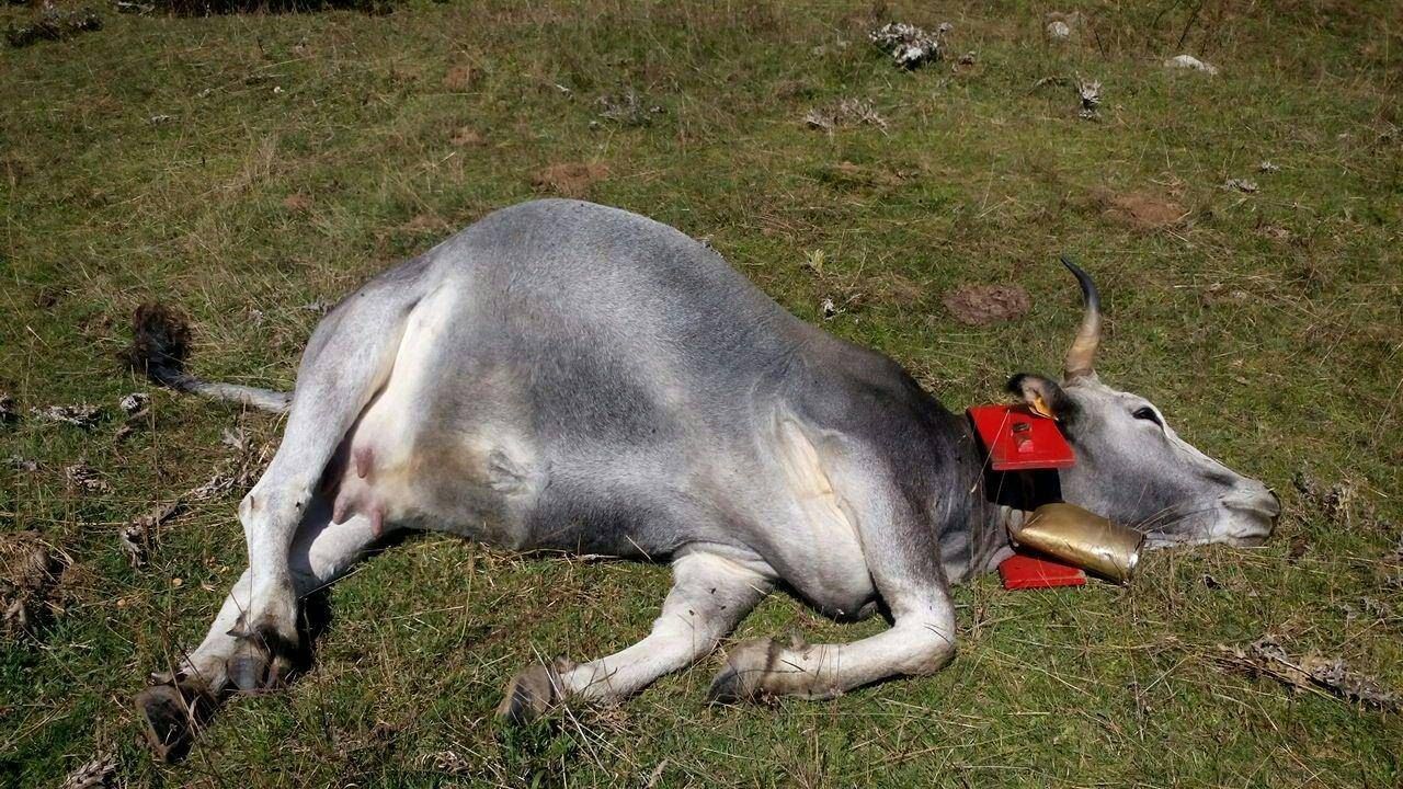 Intimidazione a Taverna, uccisi cinque bovini