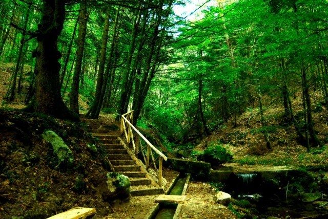 Nuovo commissario al Parco delle Serre dopo lo scandalo Calabria Verde