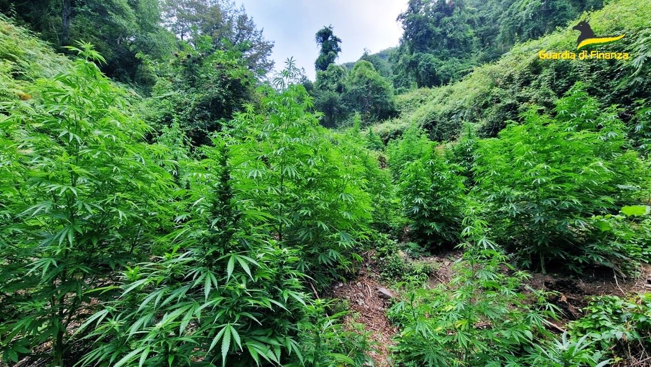 In Calabria è “guerra” alla droga dei clan: ad agosto raffica di sequestri di piantagioni