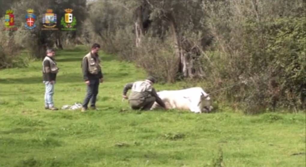 Continua la “guerra” alle vacche sacre nel Reggino