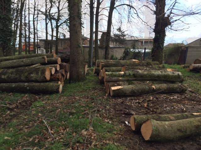 Taglio d'alberi abusivo, sequestrato il bosco della Curia