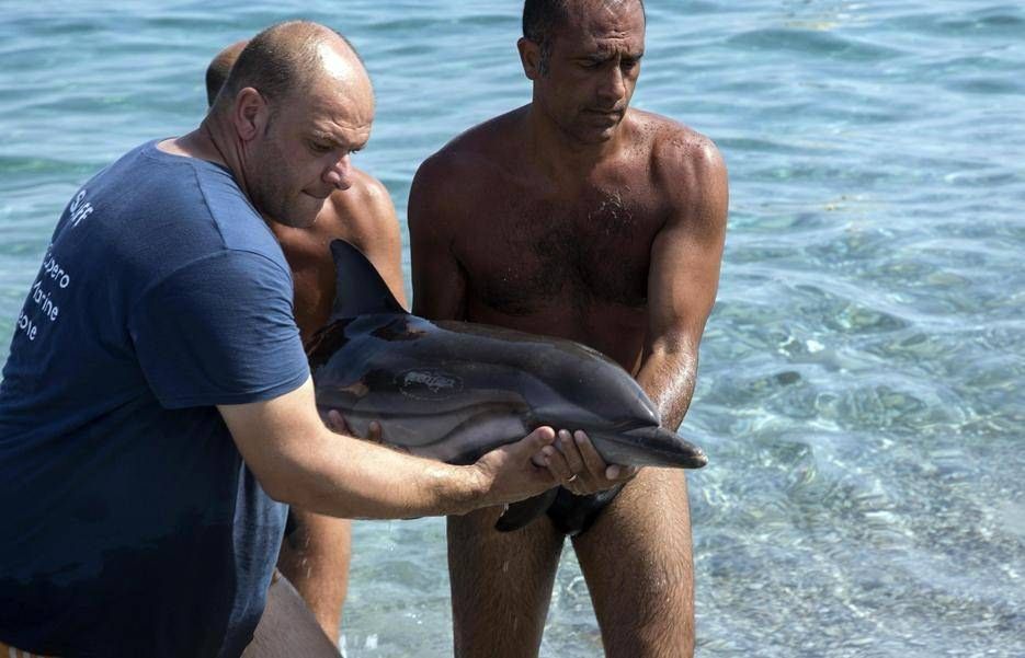 Delfino si spiaggia nel Reggino, ricostruita la coda