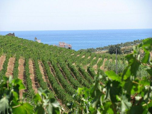 La Regione finanzia 37 aziende vitivinicole con 1,5 milioni