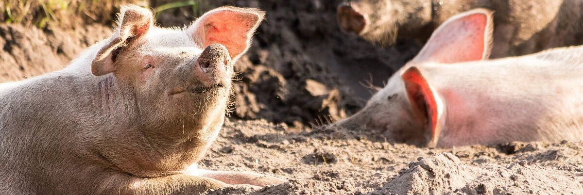 Crescono i casi di peste suina. Confagricoltura: «Incrementare le reti di protezione»