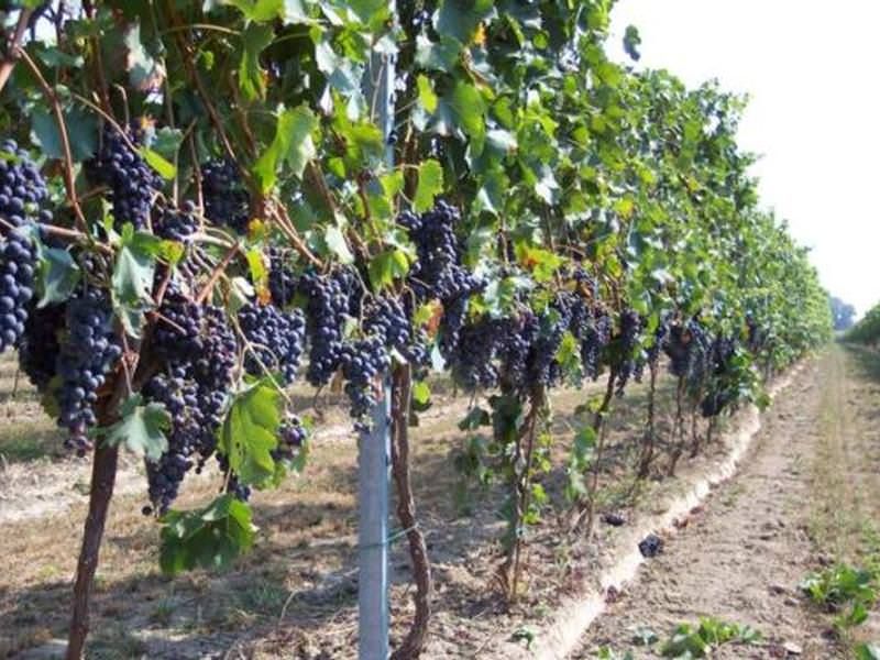 «Comparto vitivinicolo a rischio tracollo». La Regione avvia confronto con il governo