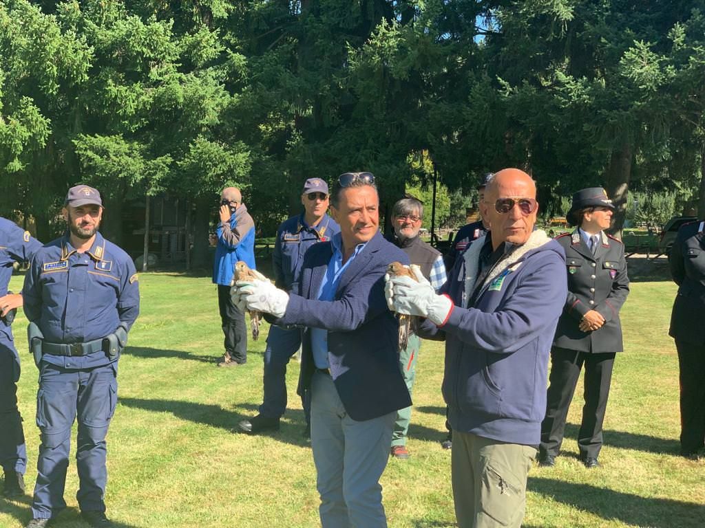 Spettacolo in Sila, cinque rapaci tornano liberi