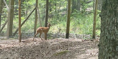 Il capriolo torna a popolare i boschi del sentiero Faunistico di “Villa Vittoria” a Mongiana