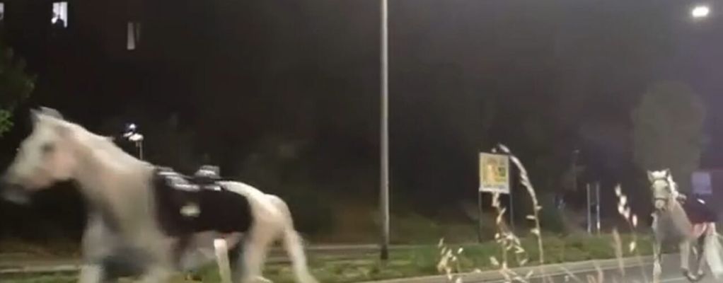 Cavalli in fuga nella notte a Roma, tre agenti feriti