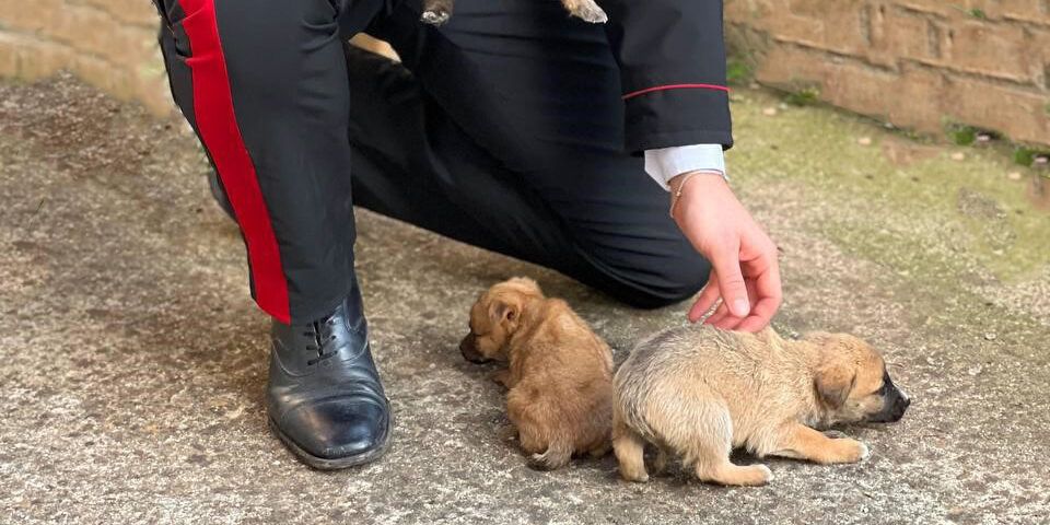 I carabinieri salvano nel Reggino un esemplare di Martes Foina e 4 cani abbandonati