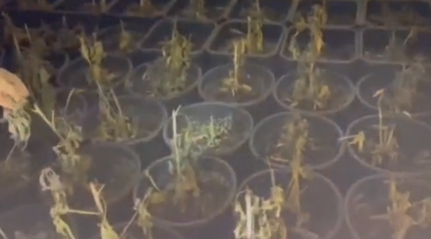 Scoperta una centrale della droga nel Cosentino: 4 persone arrestate, sequestrati 241 chili di marijuana – VIDEO