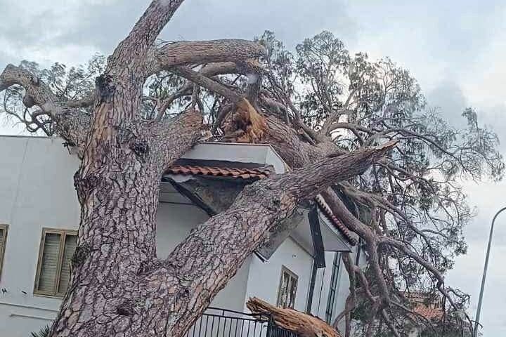 Paura a Paola, il vento sradica albero secolare che cade sopra un’abitazione – FOTO