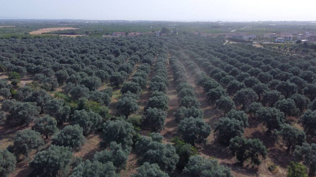 Stasi a rischio espulsione dalla “Città dell’olio”, Promenzio: «Una nuova figuraccia»