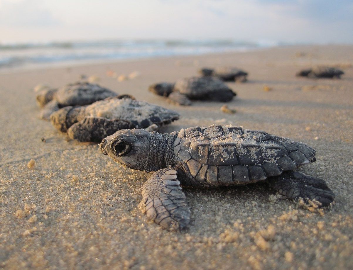 Ancora in corso schiusa di tartarughe marine in Calabria