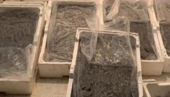 Contrasto alla pesca di frodo, sequestrati 250 chili di novellame