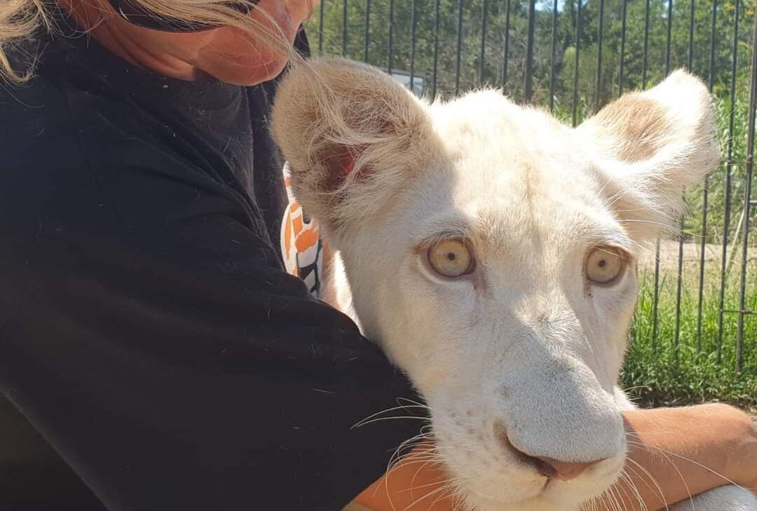 Uno zoo da favola sulle colline con vista sul Golfo di Sant’Eufemia – VIDEO