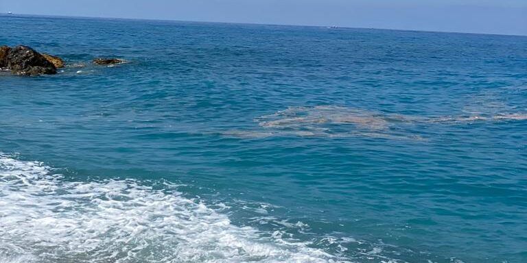 Greco: «In Calabria molti scarichi illegali ma il mare è sano»