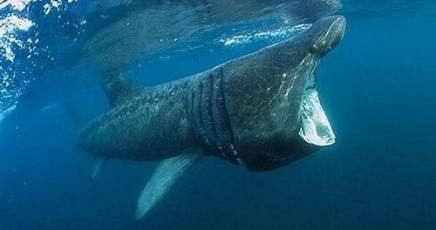 L'Unical contribuirà a salvare lo squalo elefante