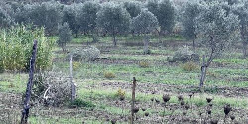Intimidazione al sindaco di Roccabernarda, tagliate piante di ulivo