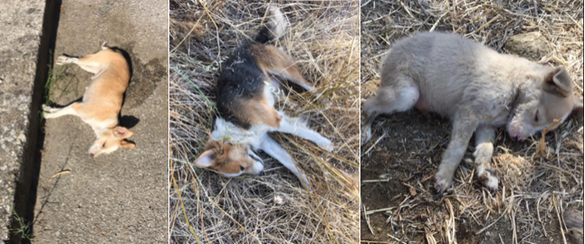 Luzzi, continua la mattanza dei randagi avvelenati