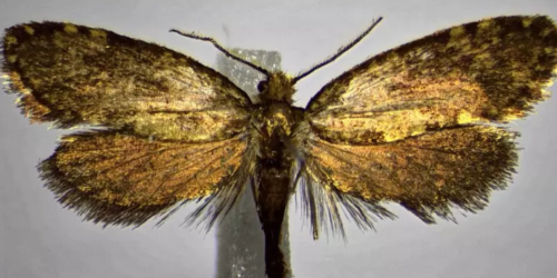 farfalla giulio regeni