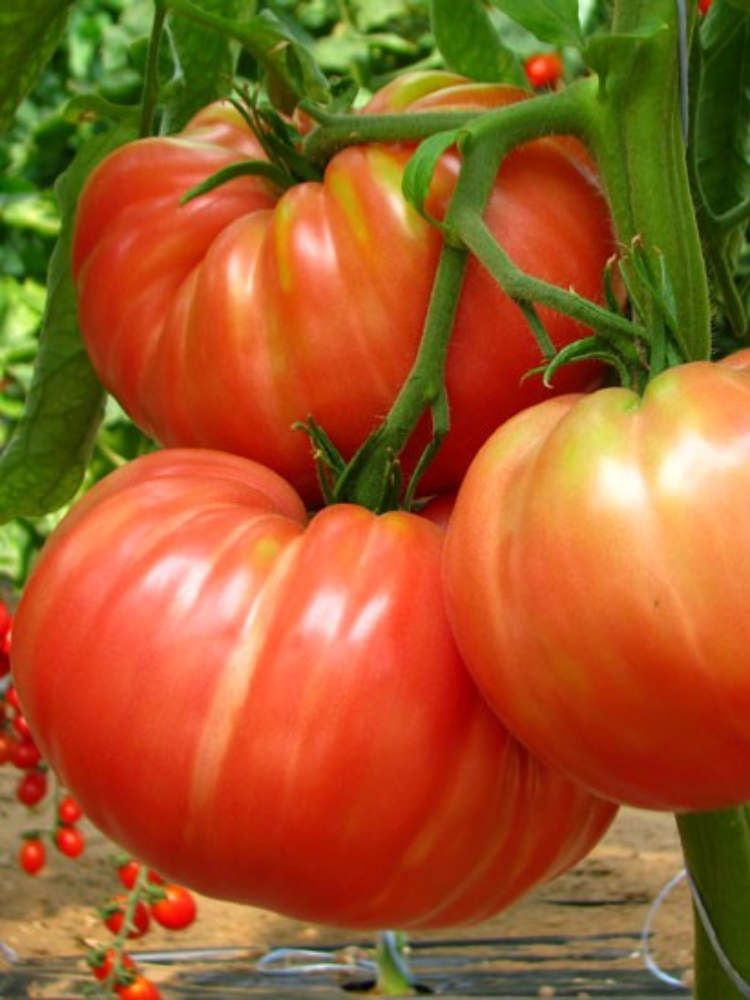 «Un nuovo ente in house per la Dieta mediterranea»