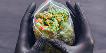 Coltivazione di marijuana a Gizzeria Lido, annullate le condanne per i 4 imputati