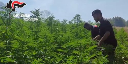 marijuana_gioia_tauro